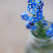 bottled memories