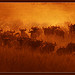 Serengeti
