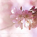 this bud of love, by summer