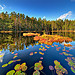 Forest pond (Vertorama)