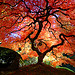 Japanese Maple in the Fall
