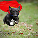 Superdog