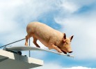 The brave Pig