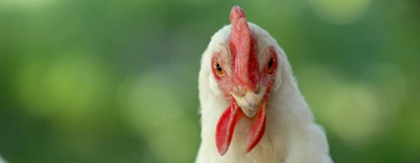 Female or male Chicken 