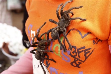 Post image for Do you Like To Eat Spider?