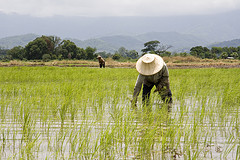 Post image for Europe looks to cash in on Cambodian rice