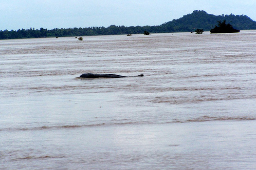Dolphin in Mekong River - Kratie